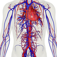 Heart - Circulatory